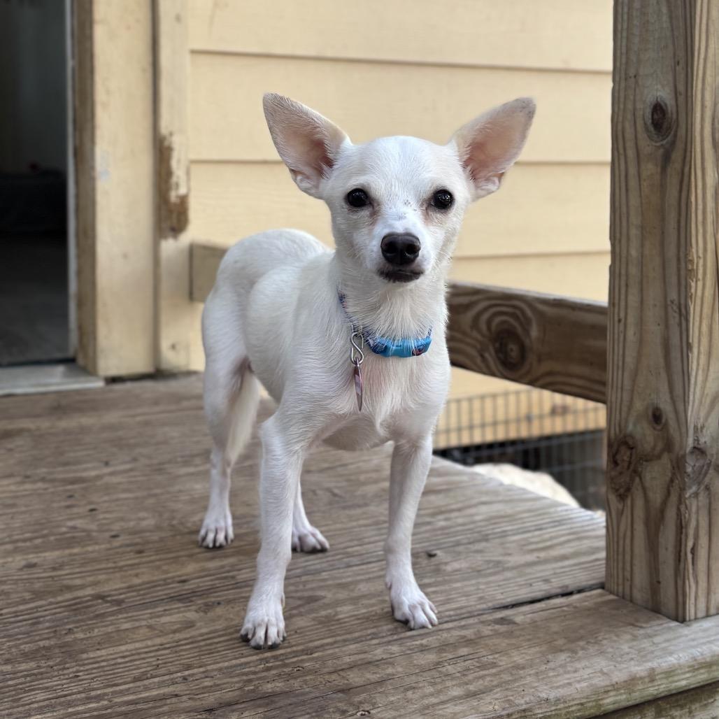 Enlarge Winston, a Adoptable mixed breed in Wimberley, TX image 5/6