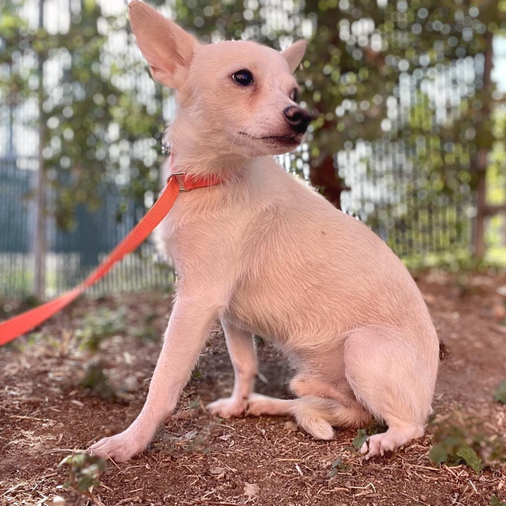 Enlarge Winston, a Adoptable mixed breed in Wimberley, TX image 6/6