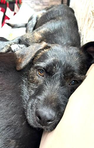 Enlarge Luna, a Adoptable Labrador Retriever in Mississauga, ON image 4/6