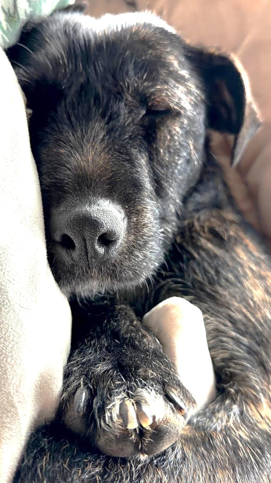 Enlarge Luna, a Adoptable Labrador Retriever in Mississauga, ON image 6/6