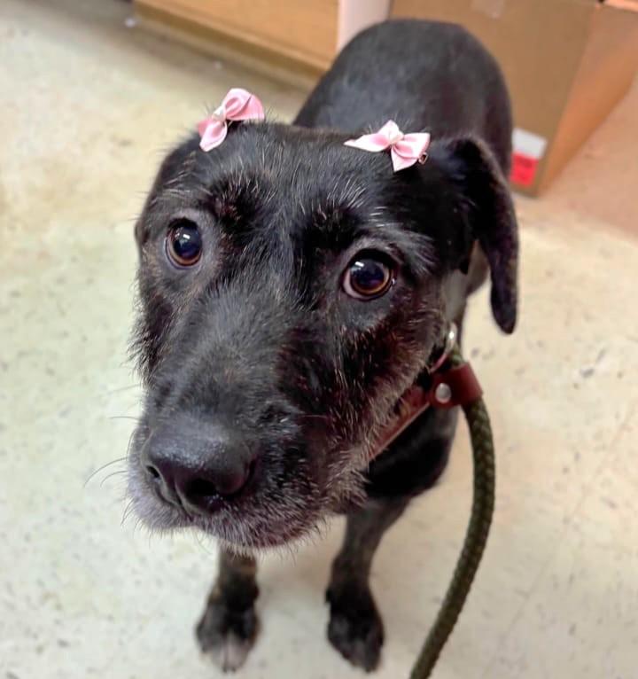 Enlarge Luna, a Adoptable Labrador Retriever in Mississauga, ON image 2/6