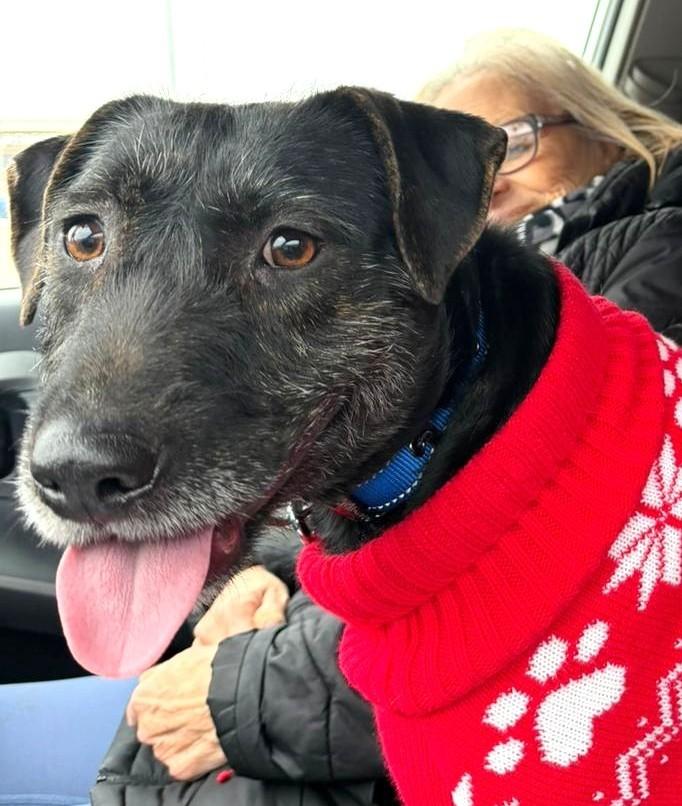 Enlarge Luna, a Adoptable Labrador Retriever in Mississauga, ON image 1/6