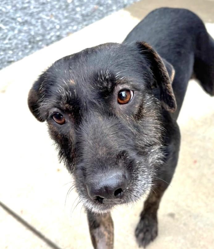 Enlarge Luna, a Adoptable Labrador Retriever in Mississauga, ON image 5/6