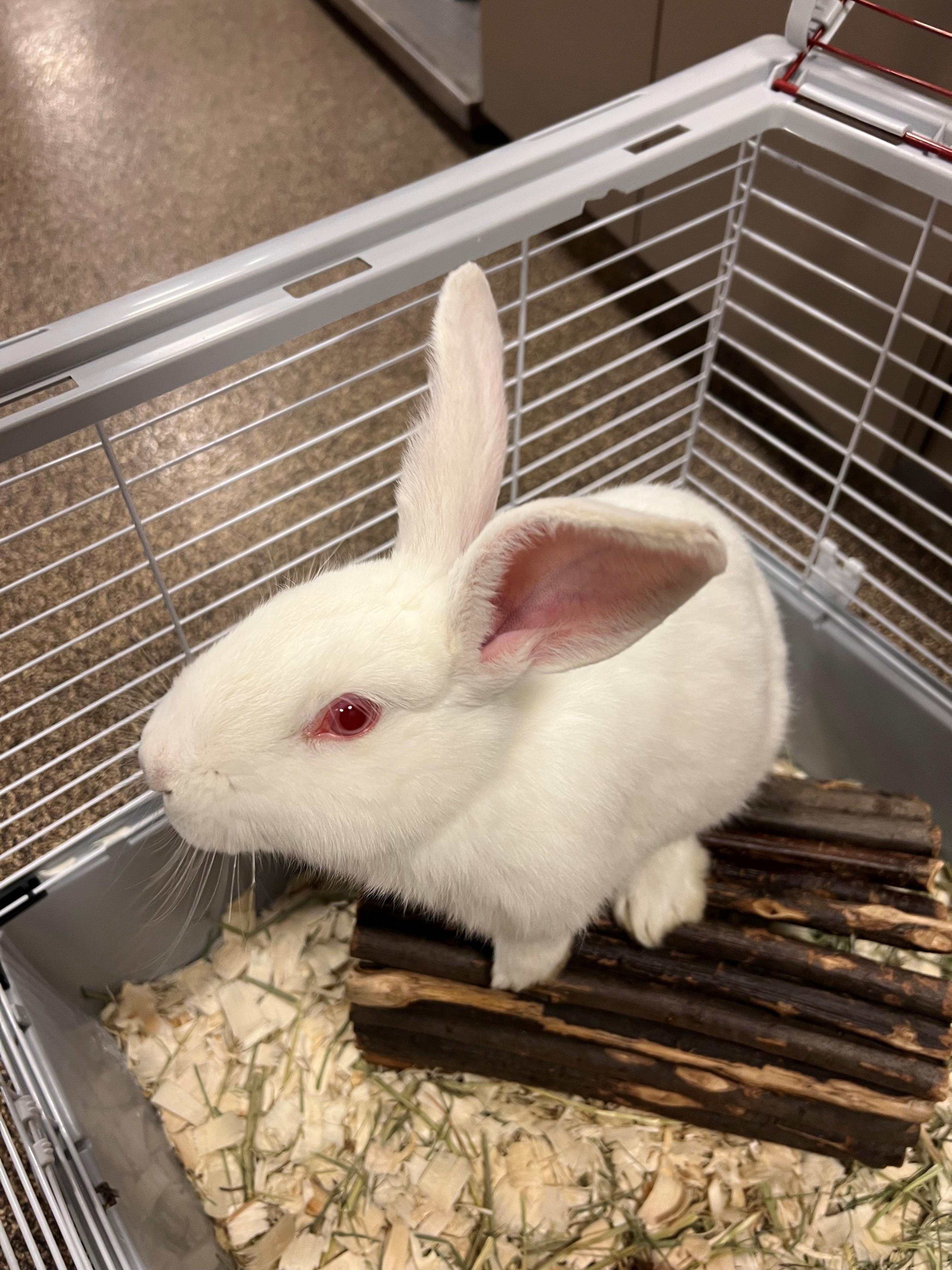 Enlarge Vanilla Bean OS-005/26, a ADOPTABLE Bunny Rabbit in Burlington, ON image 2/2