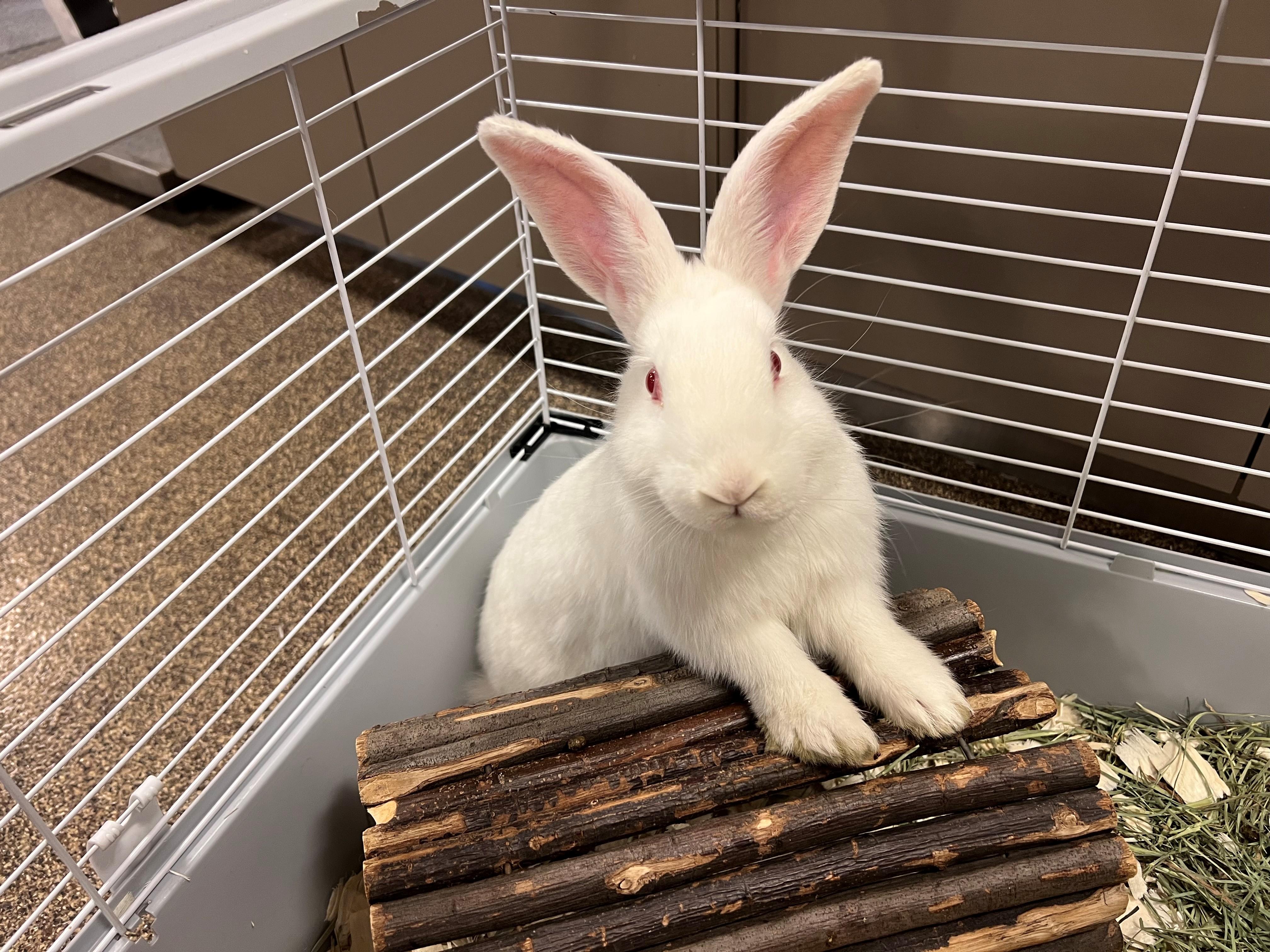Vanilla Bean OS-005/26, ADOPTABLE, Adult Female Bunny Rabbit.