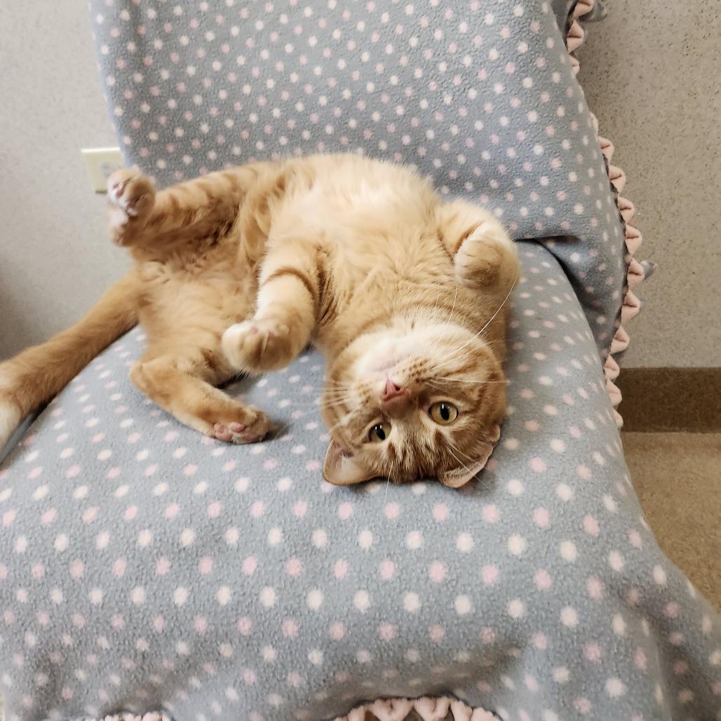 Enlarge Baker, a Adoptable Domestic Short Hair in Naperville, IL image 1/3