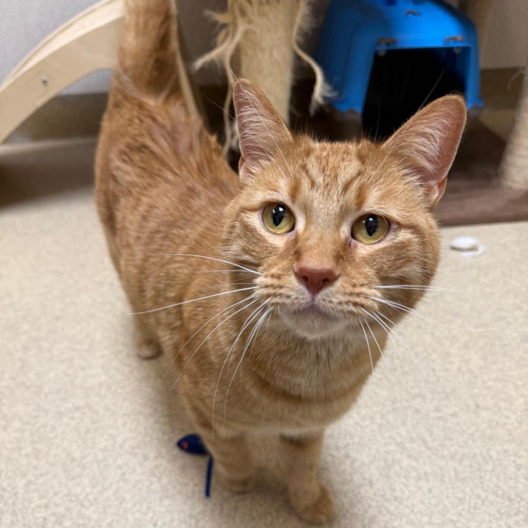 Enlarge Baker, a Adoptable Domestic Short Hair in Naperville, IL image 2/3