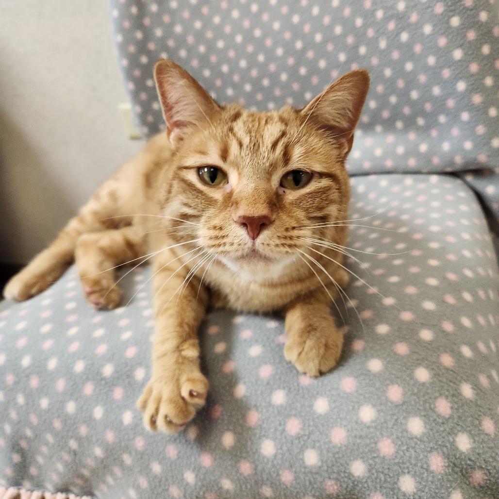 Enlarge Baker, a Adoptable Domestic Short Hair in Naperville, IL image 3/3