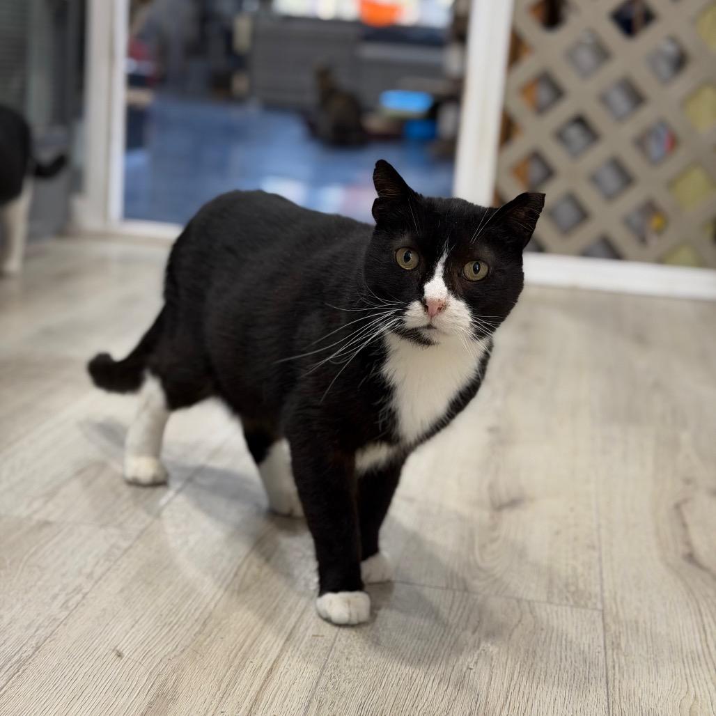 Checkers, a Adoptable Domestic Short Hair in Nokesville, VA image 1/3