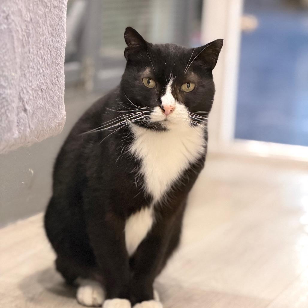 Checkers, a Adoptable Domestic Short Hair in Nokesville, VA image 2/3