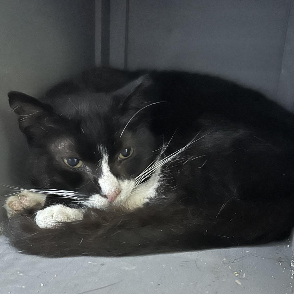 Enlarge Checkers, a Adoptable Domestic Short Hair in Nokesville, VA image 1/2