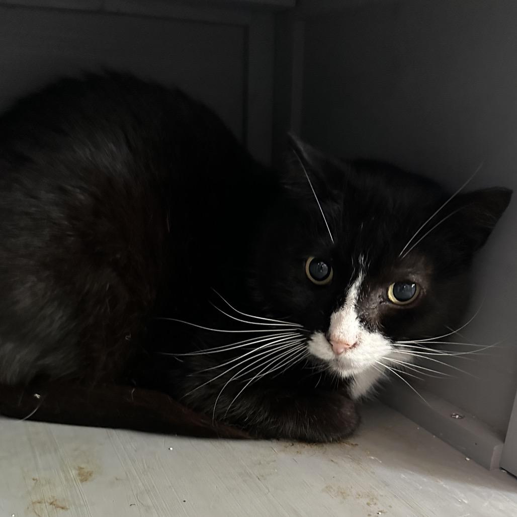 Enlarge Checkers, a Adoptable Domestic Short Hair in Nokesville, VA image 2/2