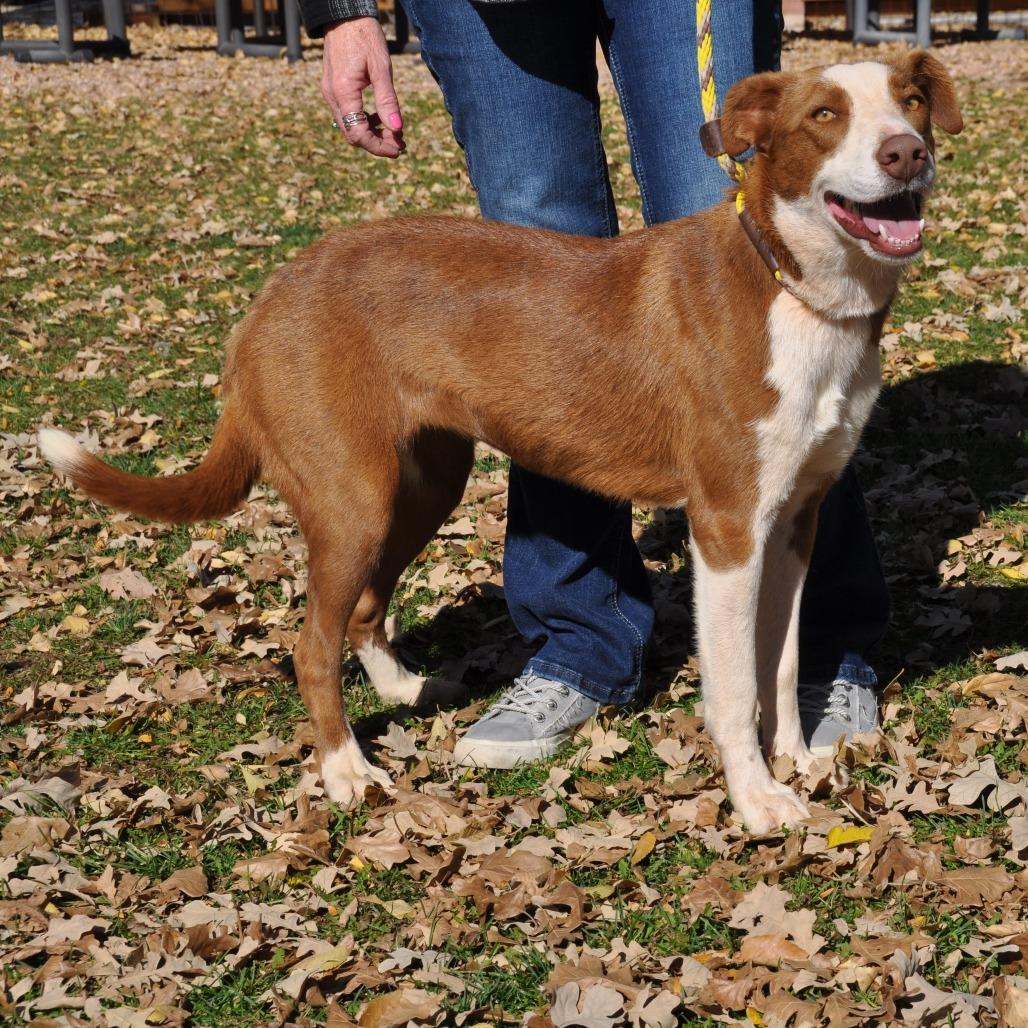 Ginger, Adoptable, Young Female Mixed Breed.