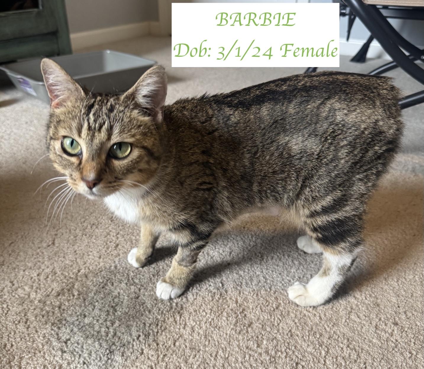 Enlarge Barbie, a Adoptable Domestic Short Hair in Murfreesboro, TN image 2/2