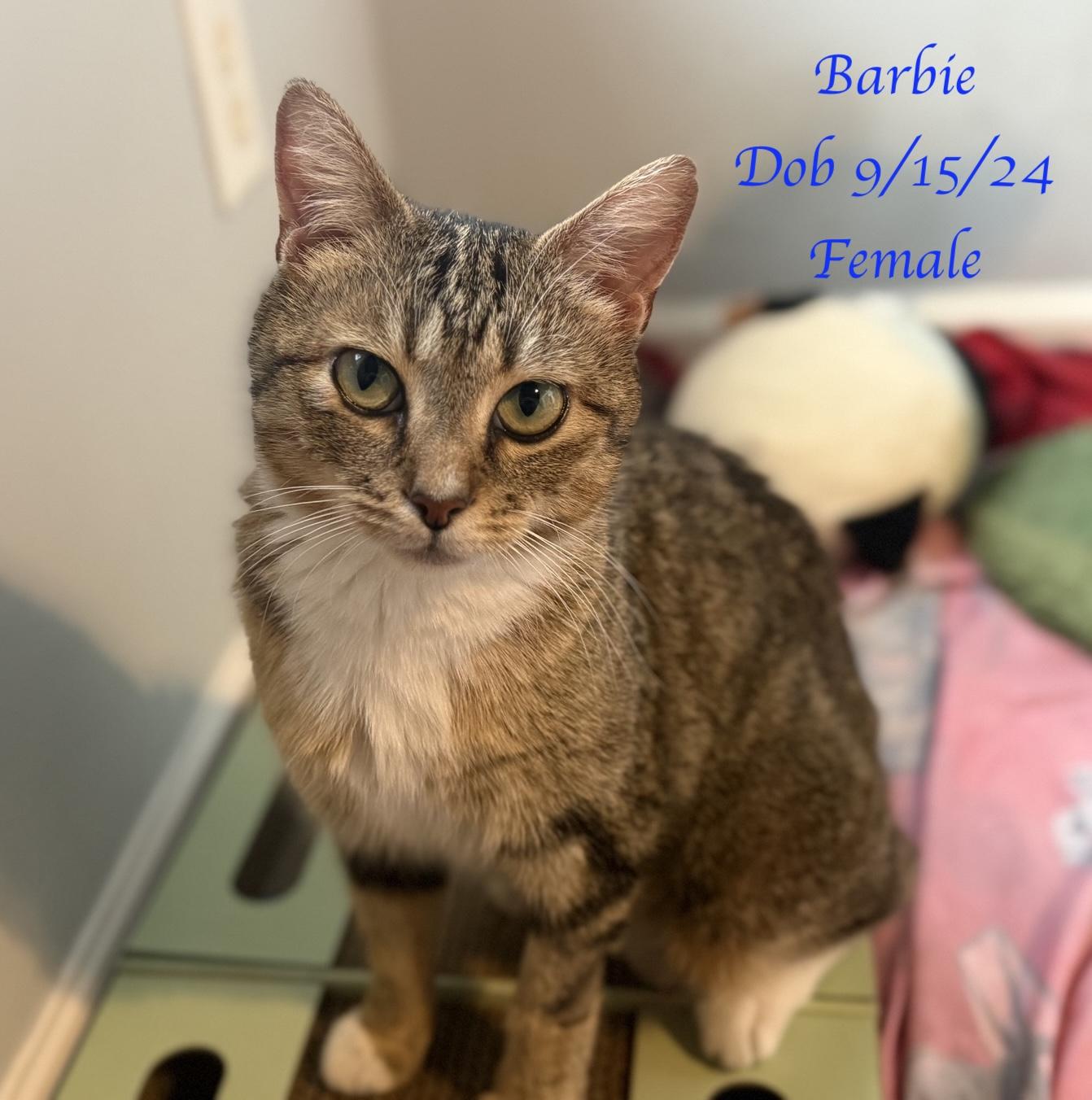 Barbie, Adoptable, Adult Female Domestic Short Hair.