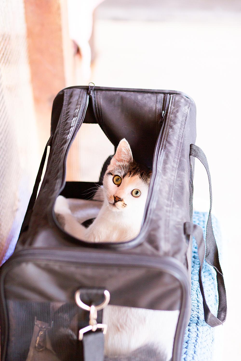 Enlarge Trigger, a ADOPTABLE Domestic Short Hair in Marana, AZ image 3/4