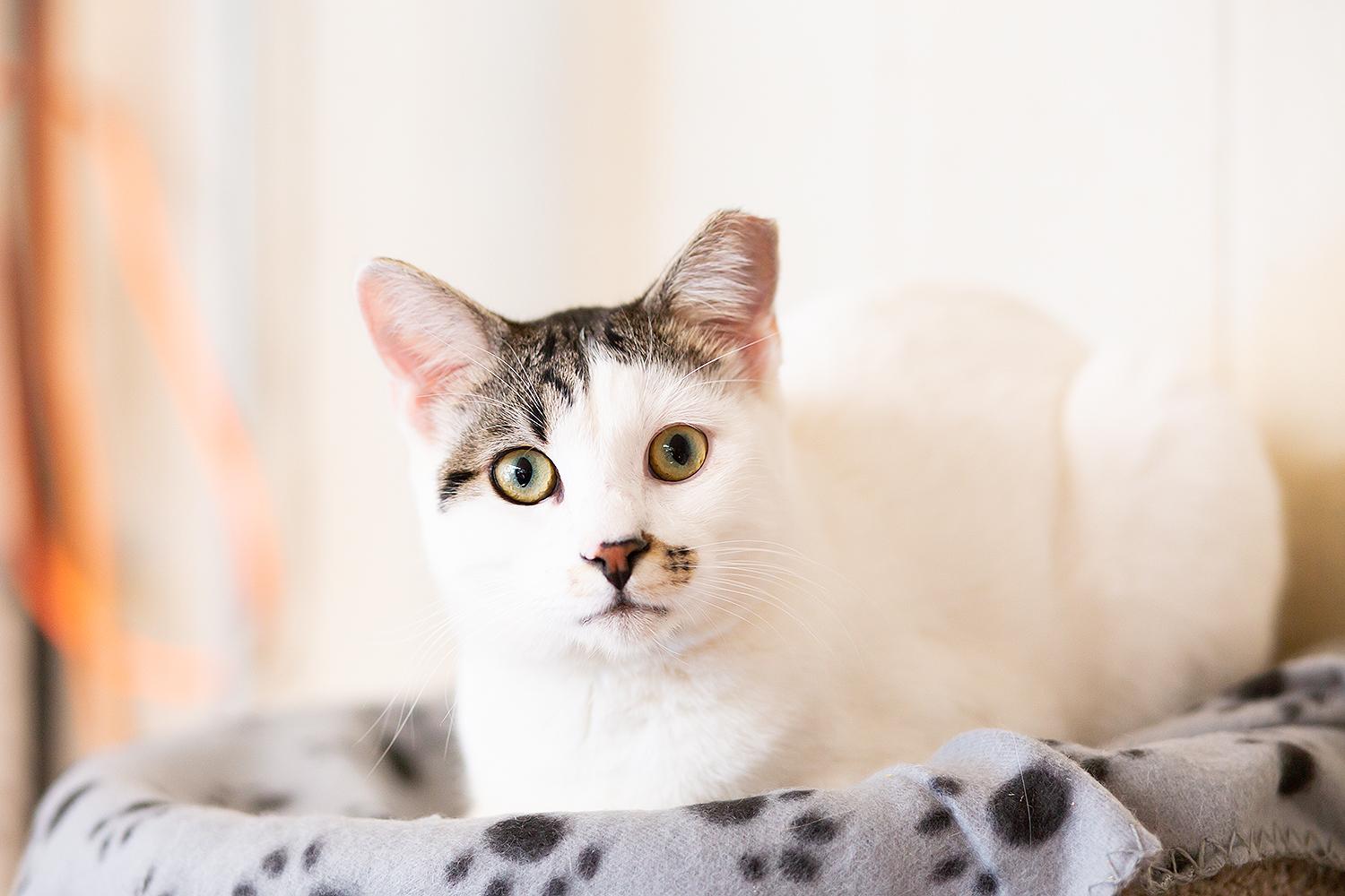 Enlarge Trigger, a ADOPTABLE Domestic Short Hair in Marana, AZ image 1/4