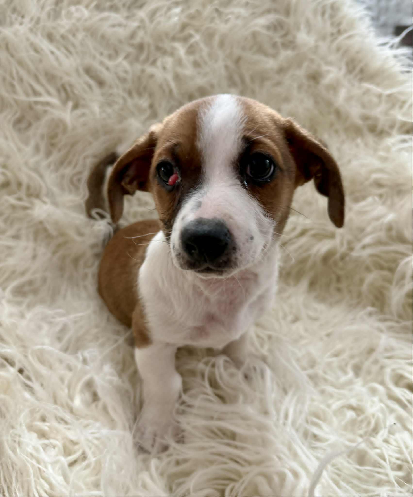 Enlarge Charlie, a Adopted mixed breed in Tempe, AZ image 1/5