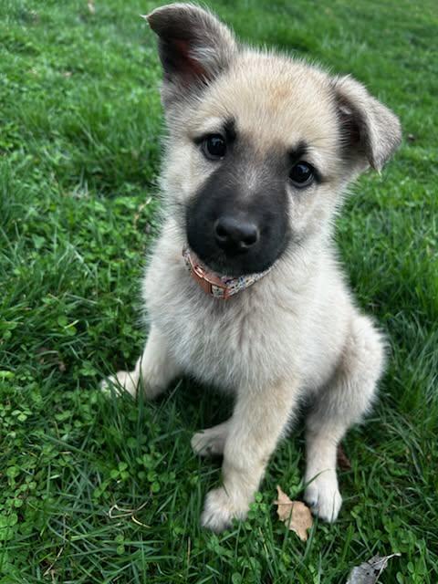 Jelly Bean, Adopted, Puppy Female German Shepherd Dog.