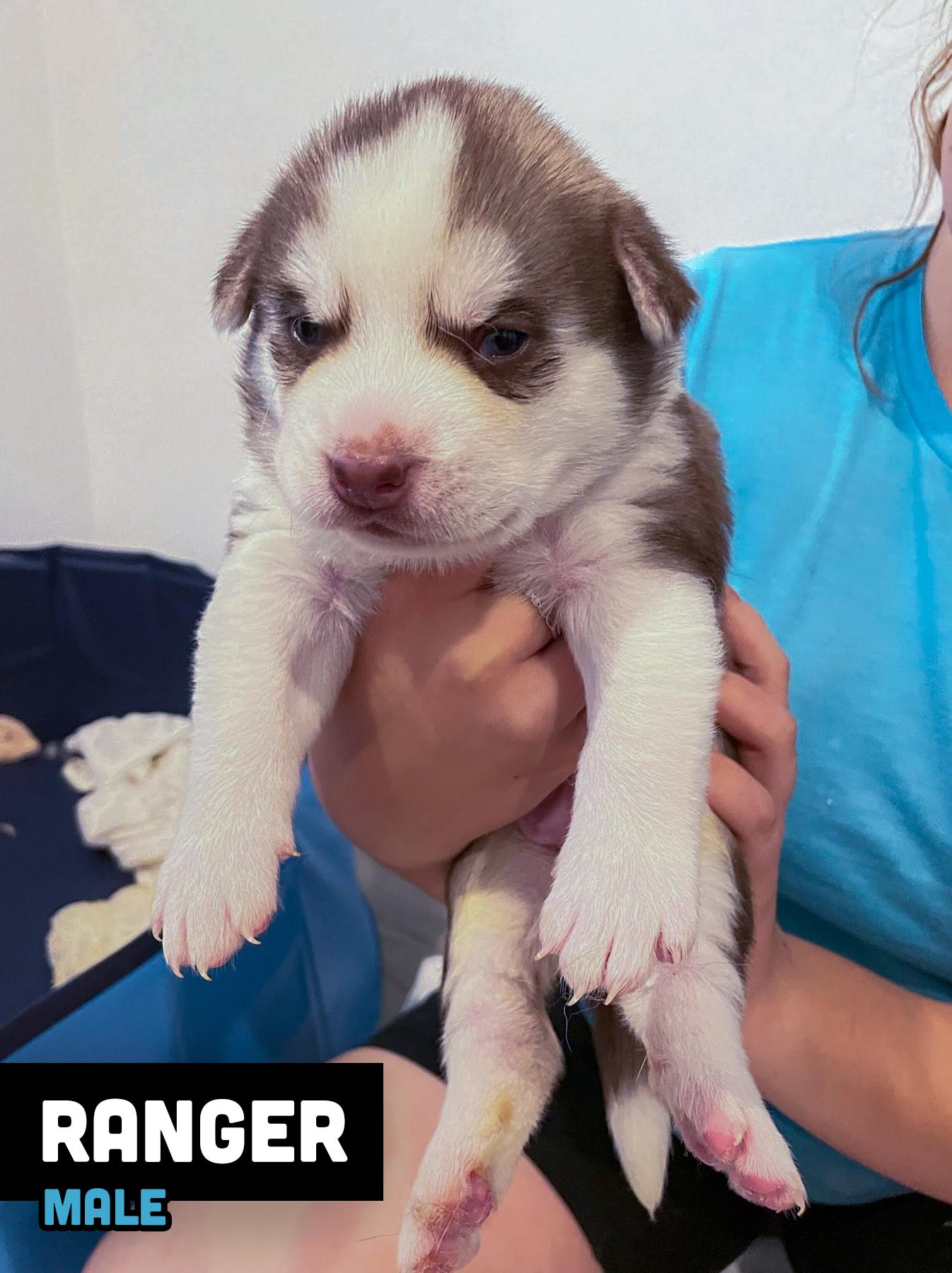 Ranger, a Adopted mixed breed in Scottsdale, AZ image 1/4