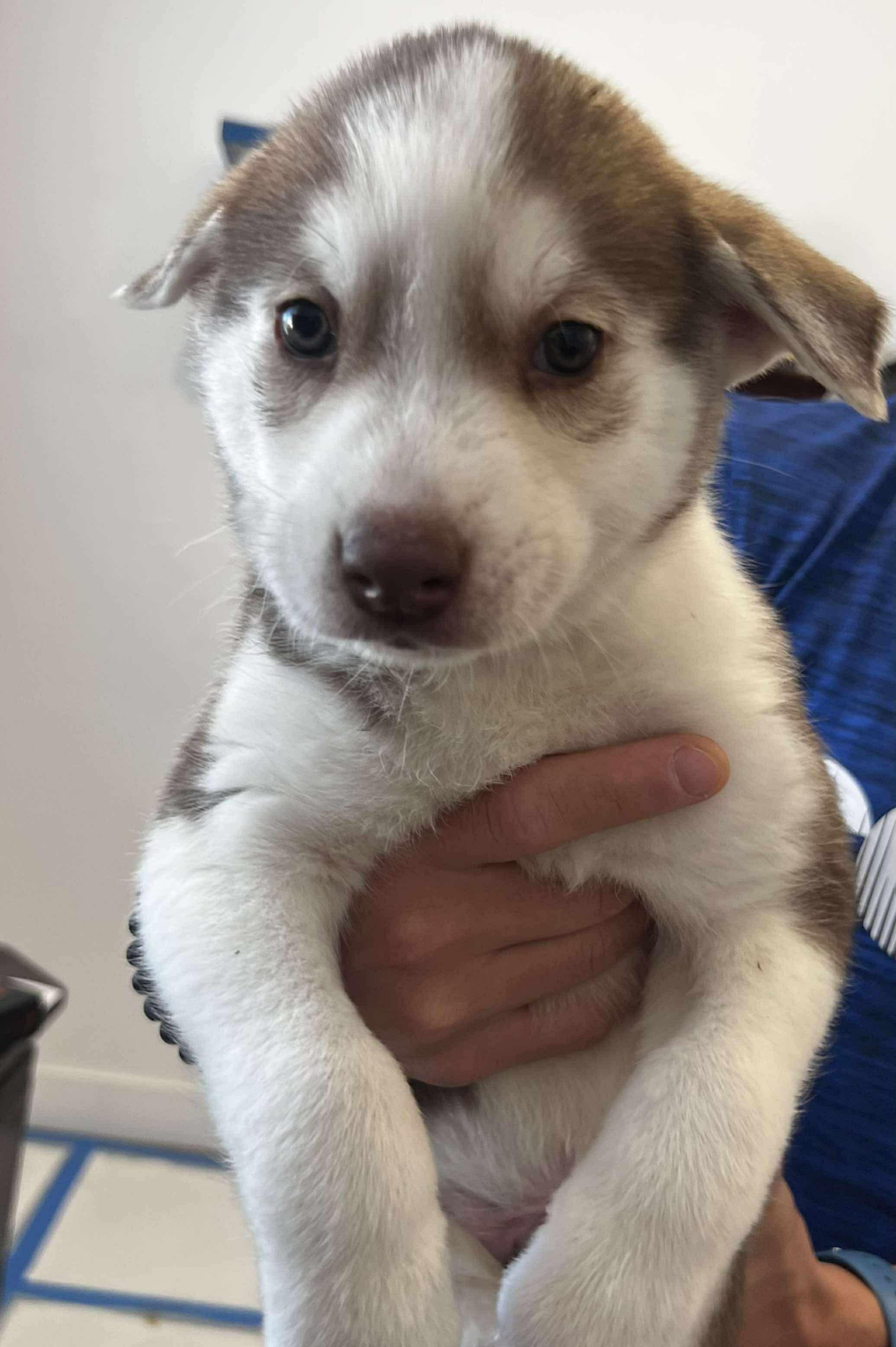 Ranger, a Adopted mixed breed in Scottsdale, AZ image 3/4