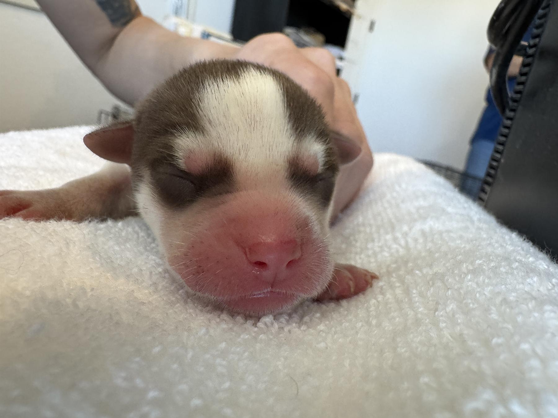 Ranger, a Adopted mixed breed in Scottsdale, AZ image 4/4