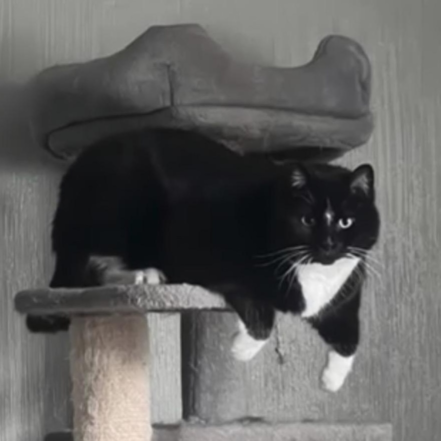 Enlarge Indy, a ADOPTABLE Domestic Short Hair in Renton , WA image 2/3