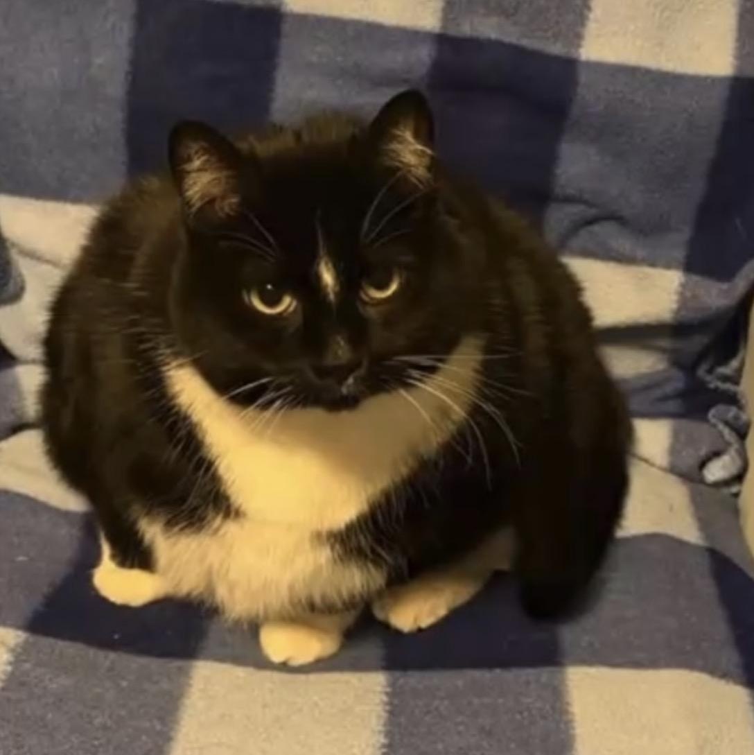 Indy, ADOPTABLE, Adult Male Domestic Short Hair.