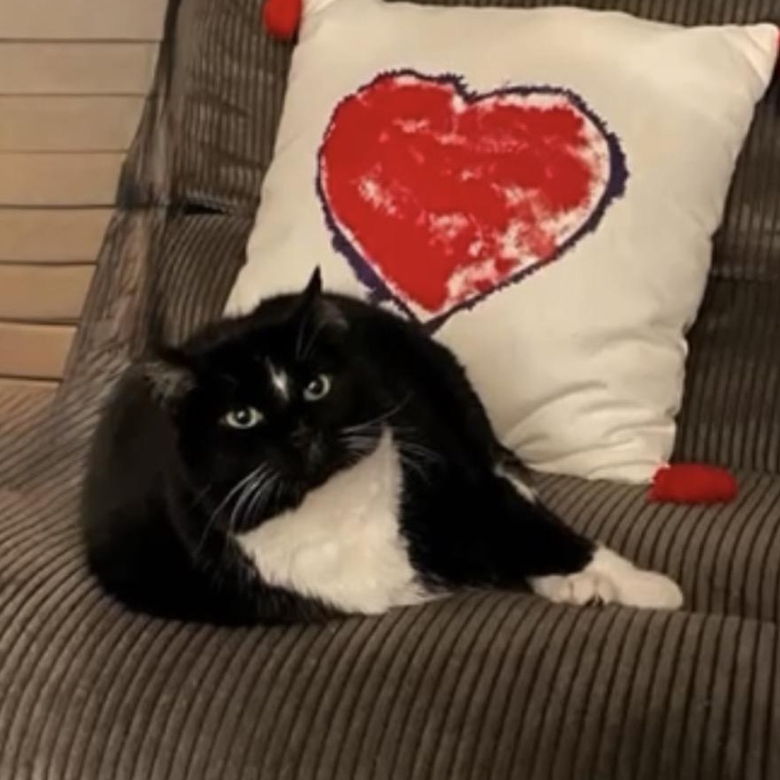 Enlarge Indy, a ADOPTABLE Domestic Short Hair in Renton , WA image 3/3