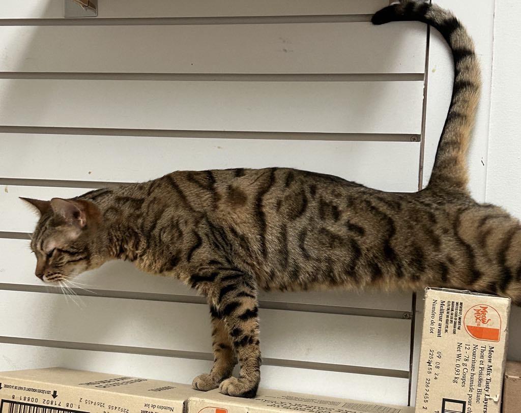 Enlarge Jingles, a Adoptable Bengal in London, ON image 2/6