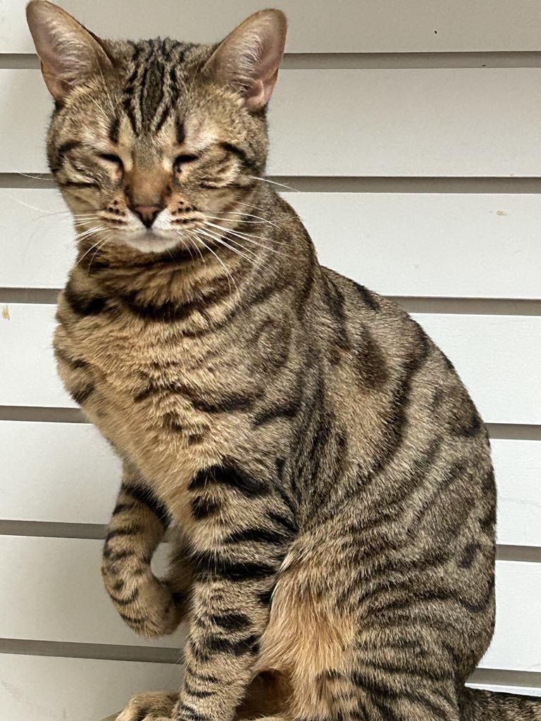 Enlarge Jingles, a Adoptable Bengal in London, ON image 1/6