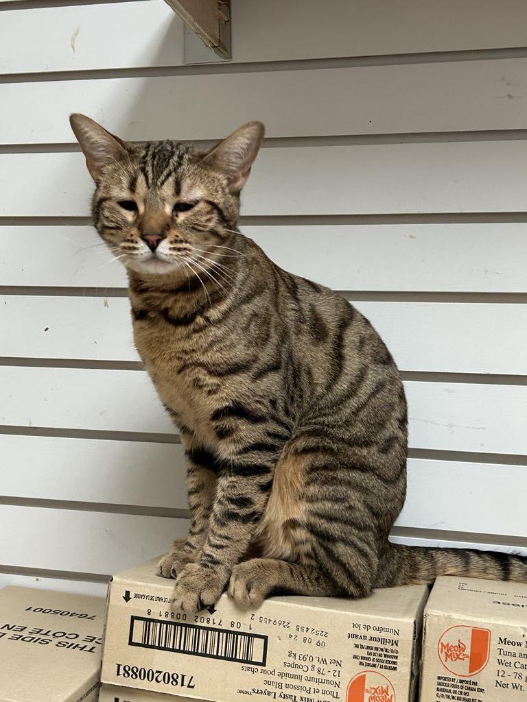 Enlarge Jingles, a Adoptable Bengal in London, ON image 3/6