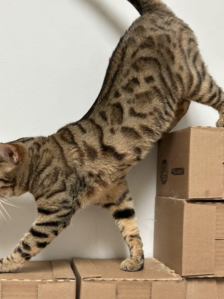 Enlarge Jingles, a Adoptable Bengal in London, ON image 4/6