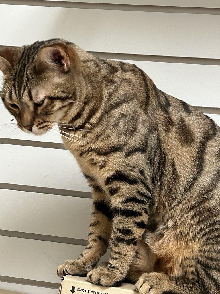 Enlarge Jingles, a Adoptable Bengal in London, ON image 5/6