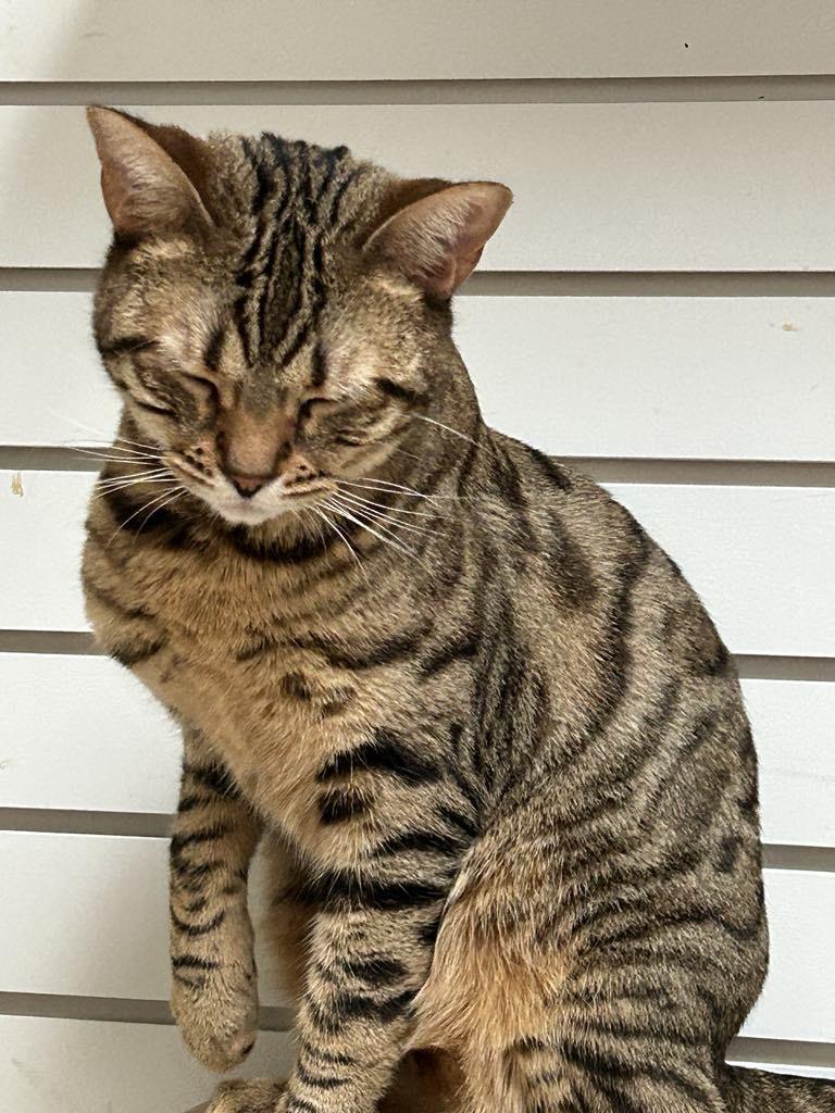 Enlarge Jingles, a Adoptable Bengal in London, ON image 6/6