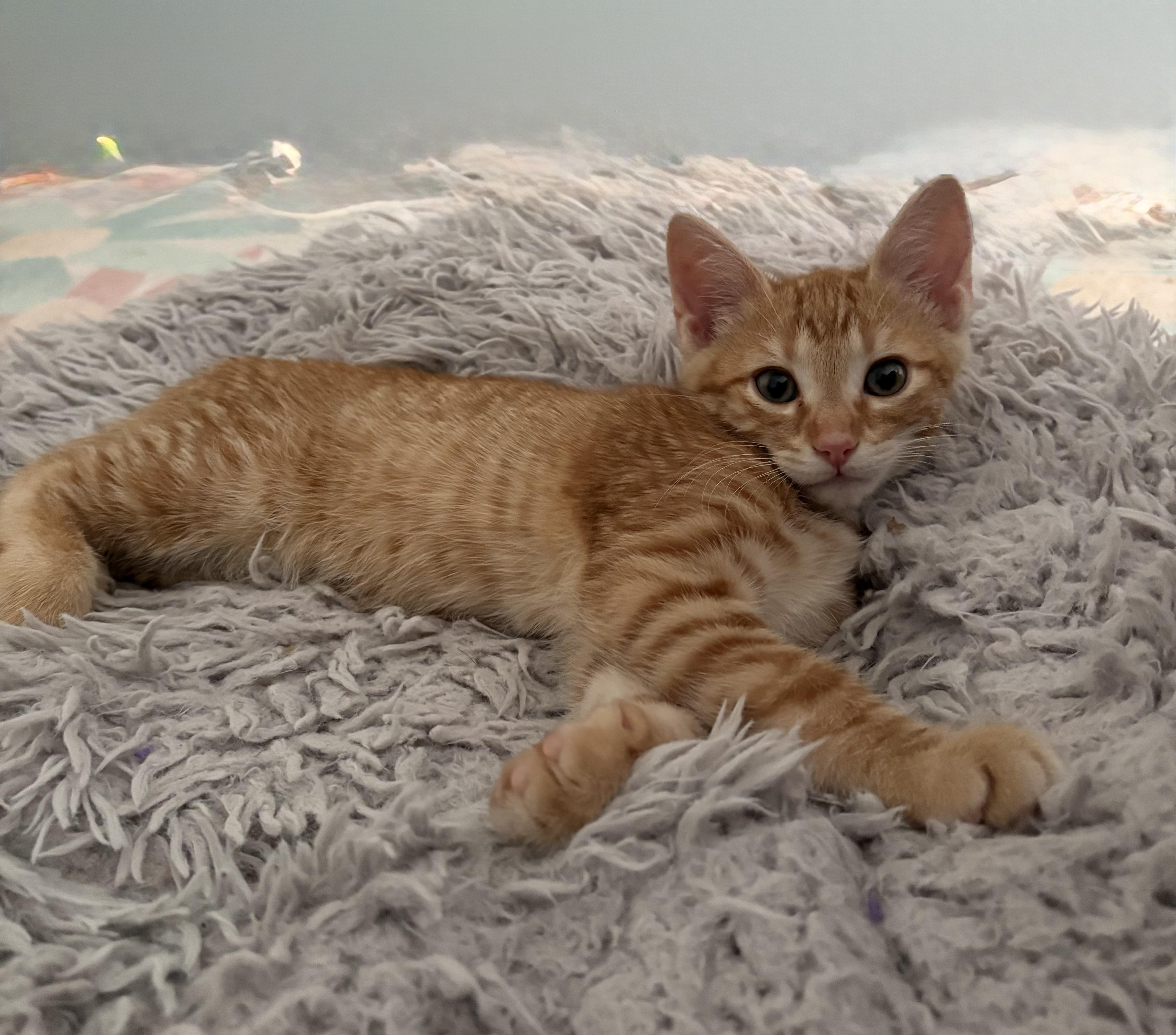 Prince Naveen — thumbnail 2