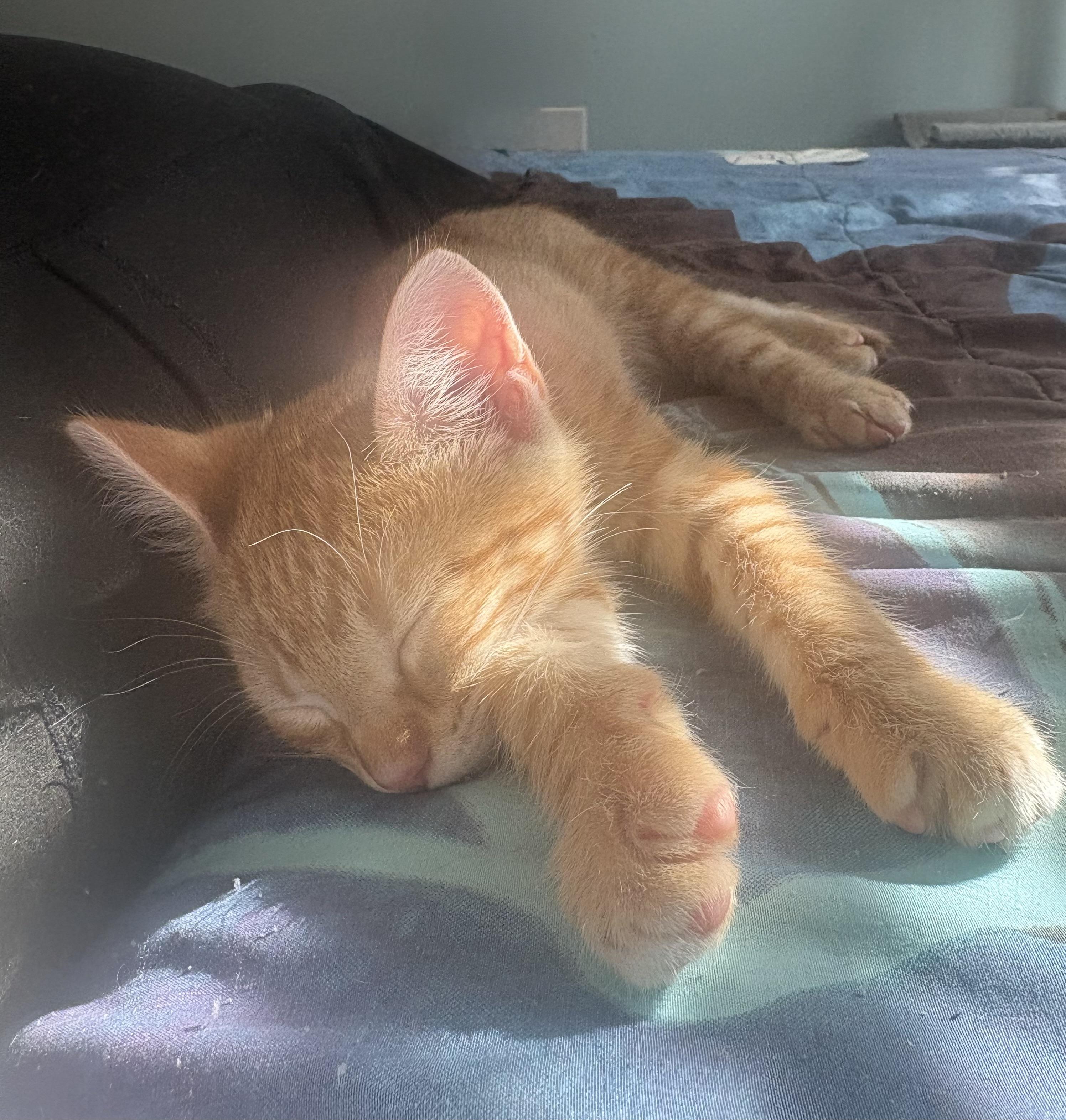 Prince Naveen — thumbnail 3