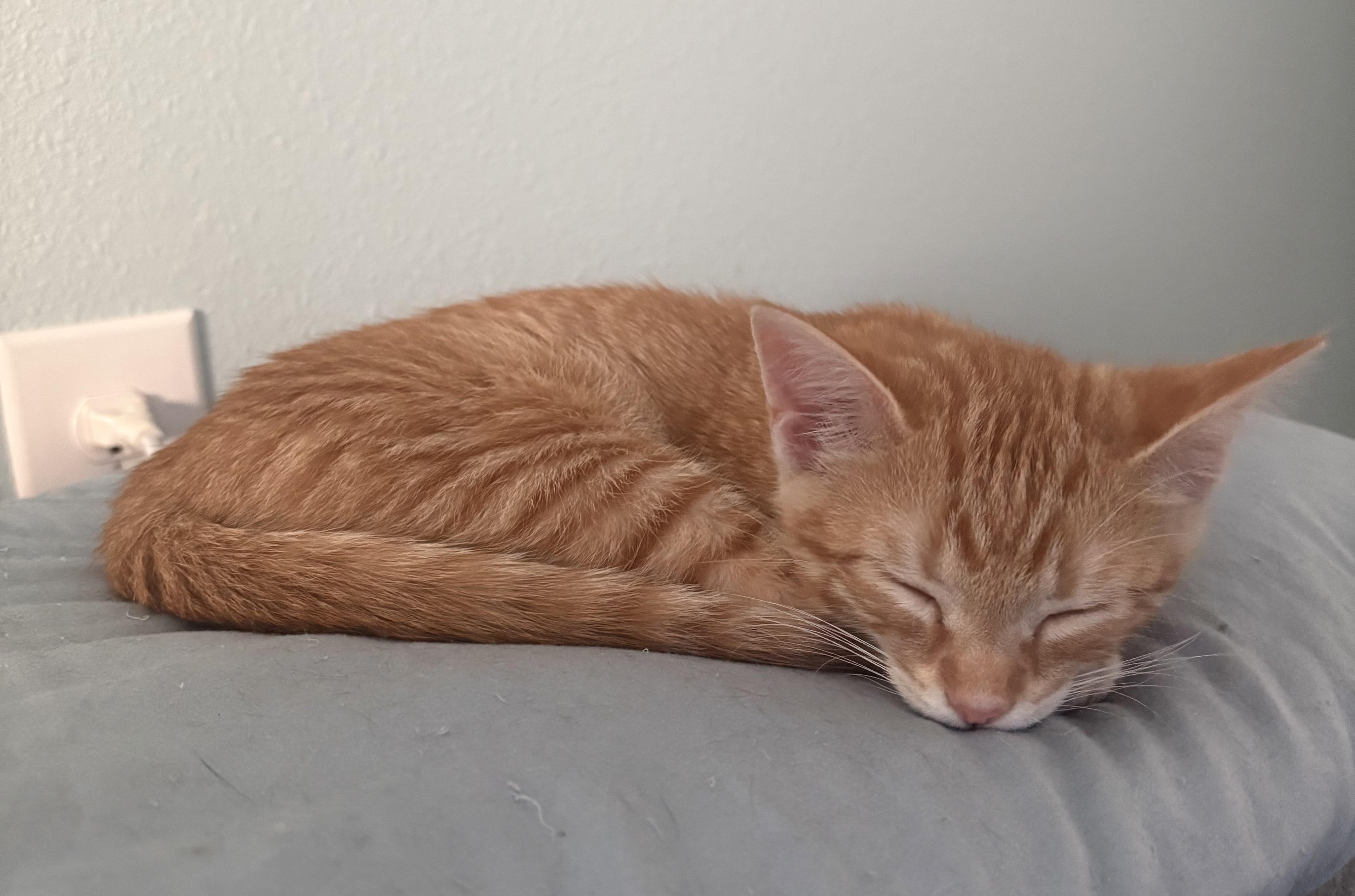 Prince Naveen — thumbnail 4