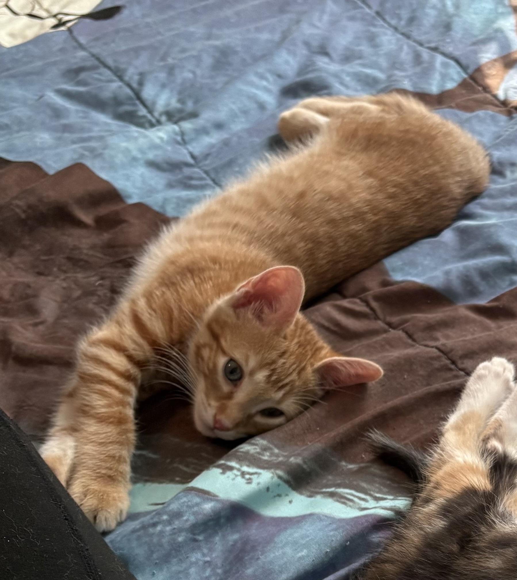 Prince Naveen — thumbnail 5