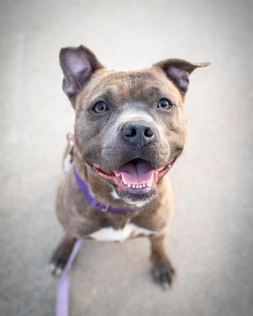 NOVA, Adoptable, Adult Female Pit Bull Terrier.
