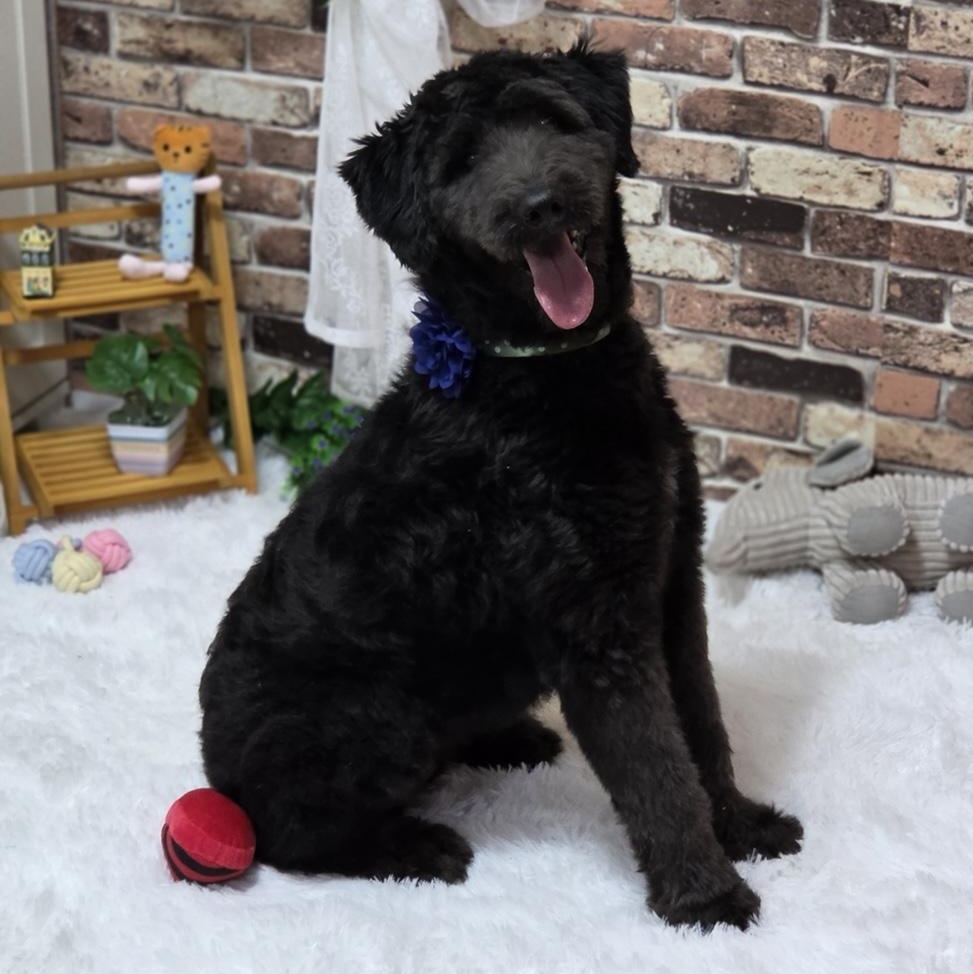 Duke