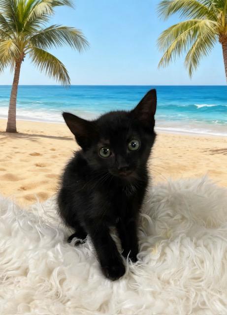 Luna, Adoptable, Kitten Female Domestic Short Hair.
