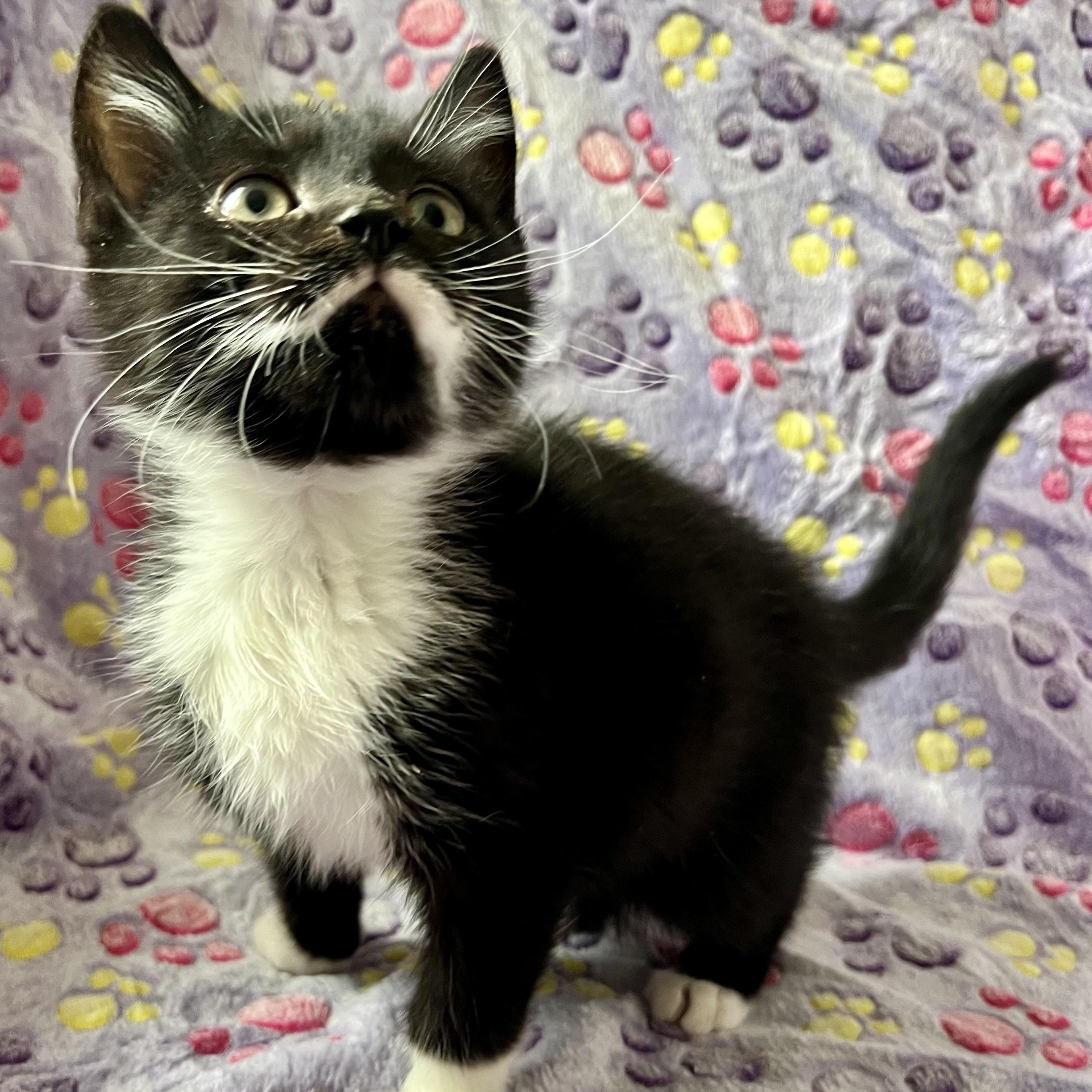 Enlarge Spiderman ( Peter Parker) , a Adoptable mixed breed in Griswold, CT image 6/6