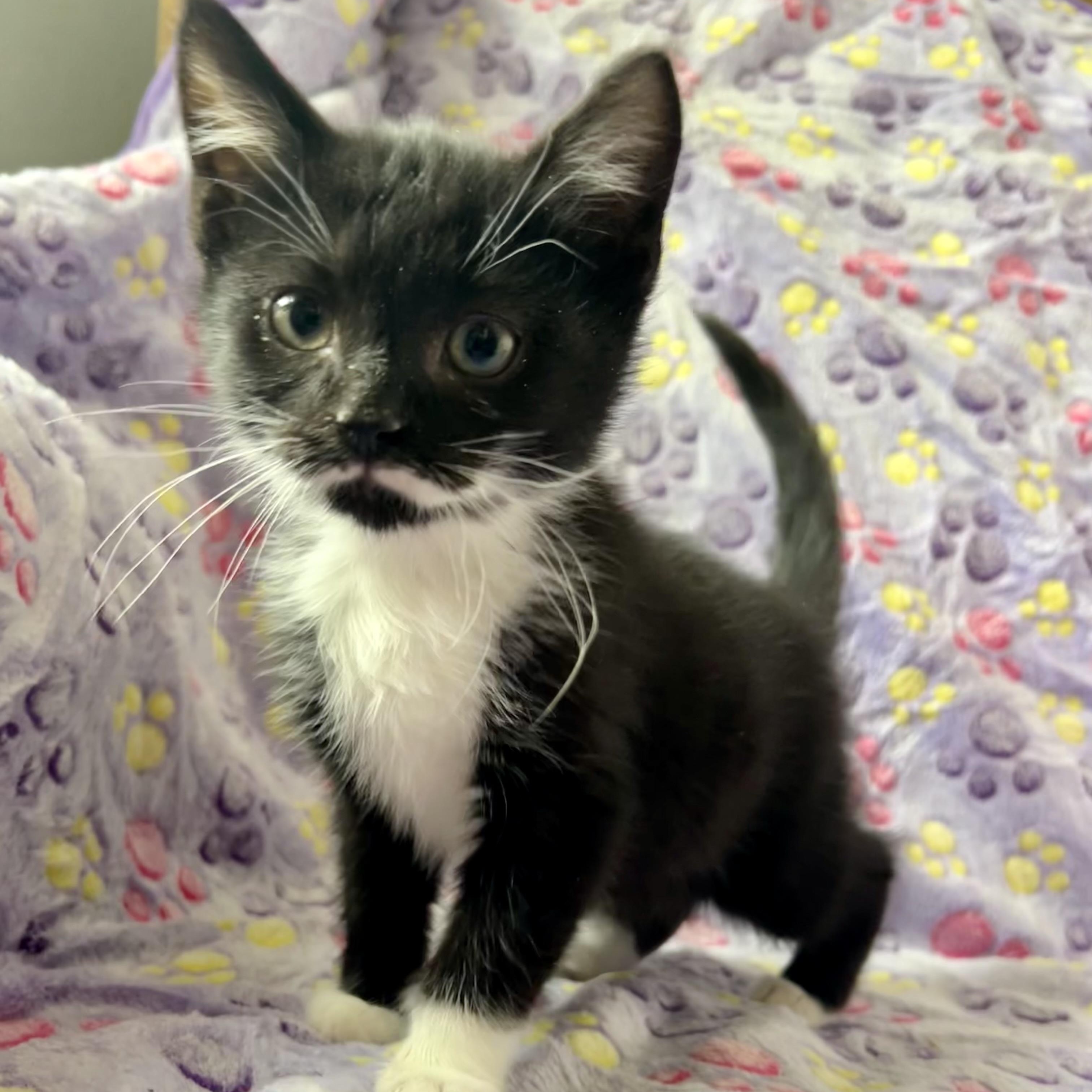 Enlarge Spiderman ( Peter Parker) , a Adoptable mixed breed in Griswold, CT image 2/6