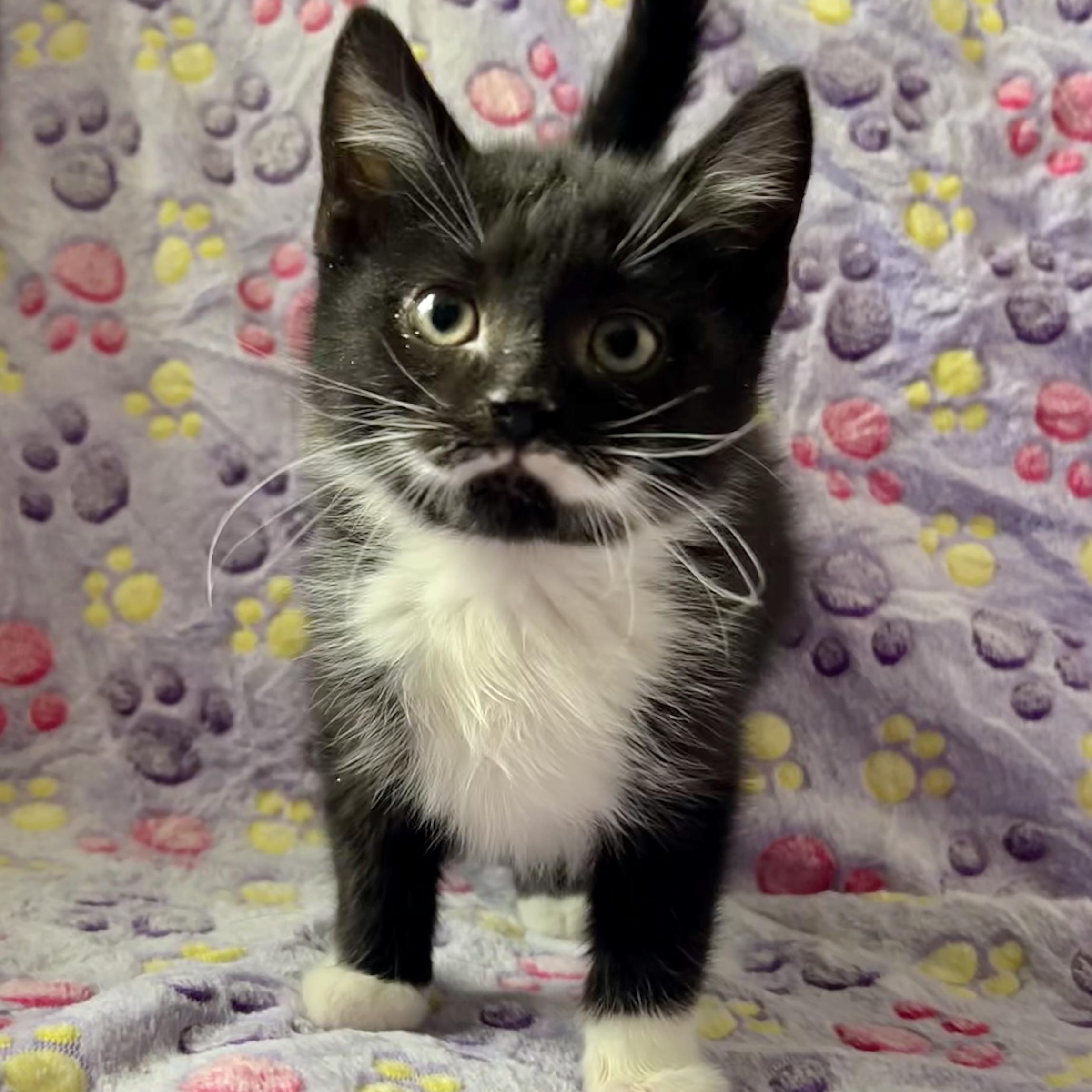 Enlarge Spiderman ( Peter Parker) , a Adoptable mixed breed in Griswold, CT image 1/6