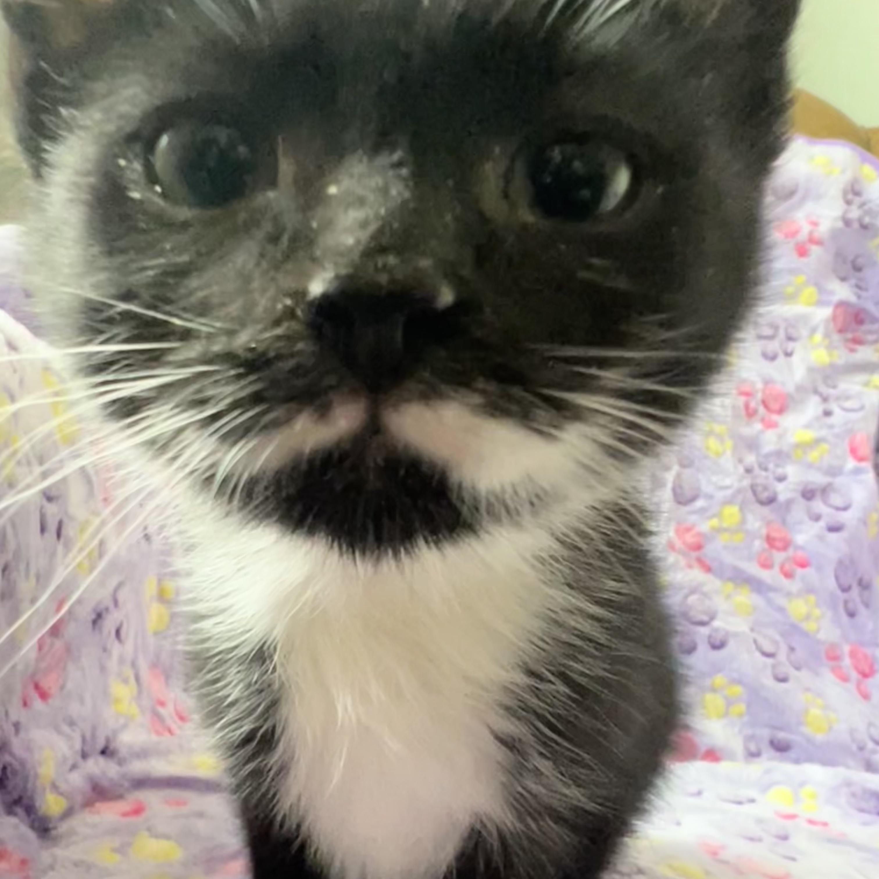 Enlarge Spiderman ( Peter Parker) , a Adoptable mixed breed in Griswold, CT image 3/6