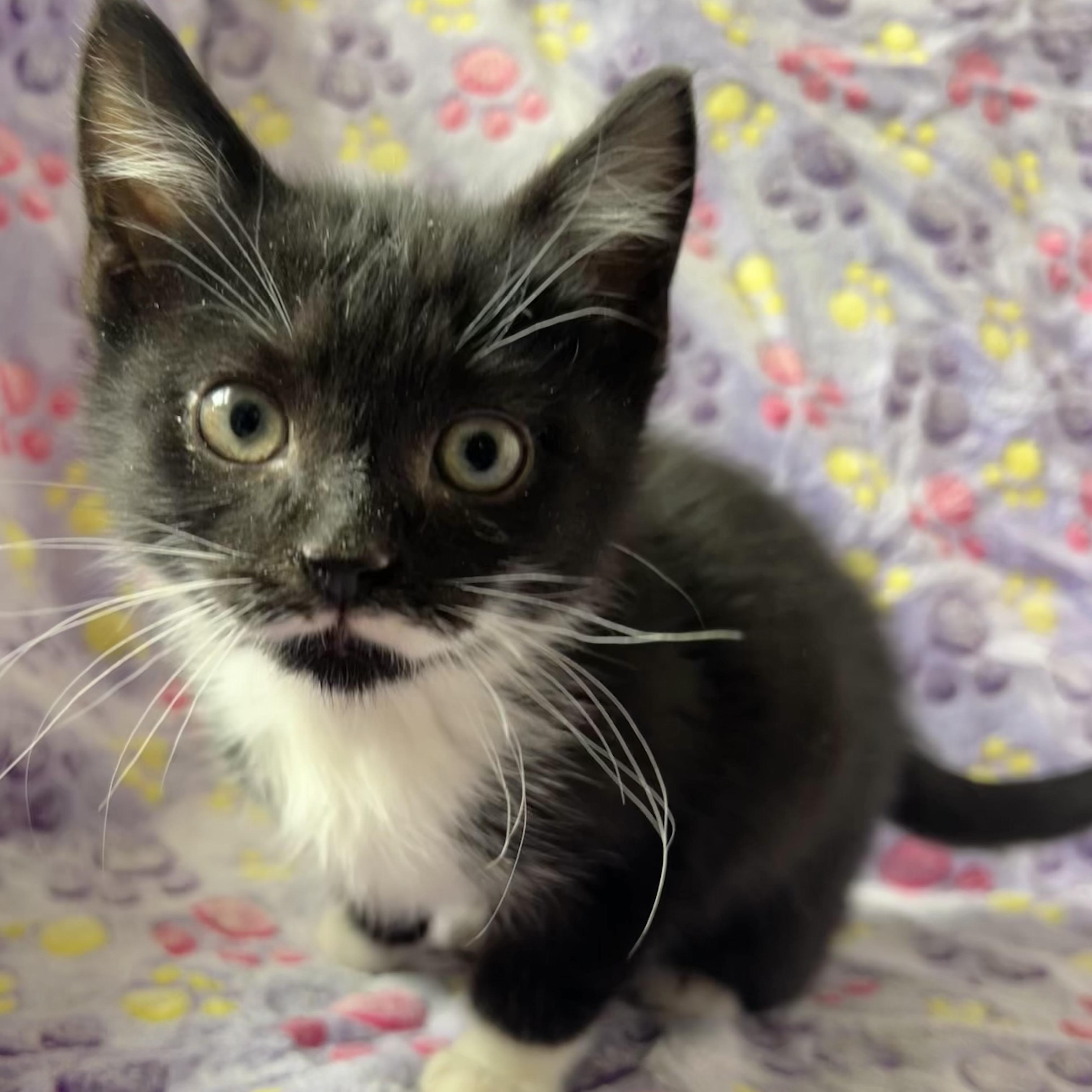 Enlarge Spiderman ( Peter Parker) , a Adoptable mixed breed in Griswold, CT image 5/6