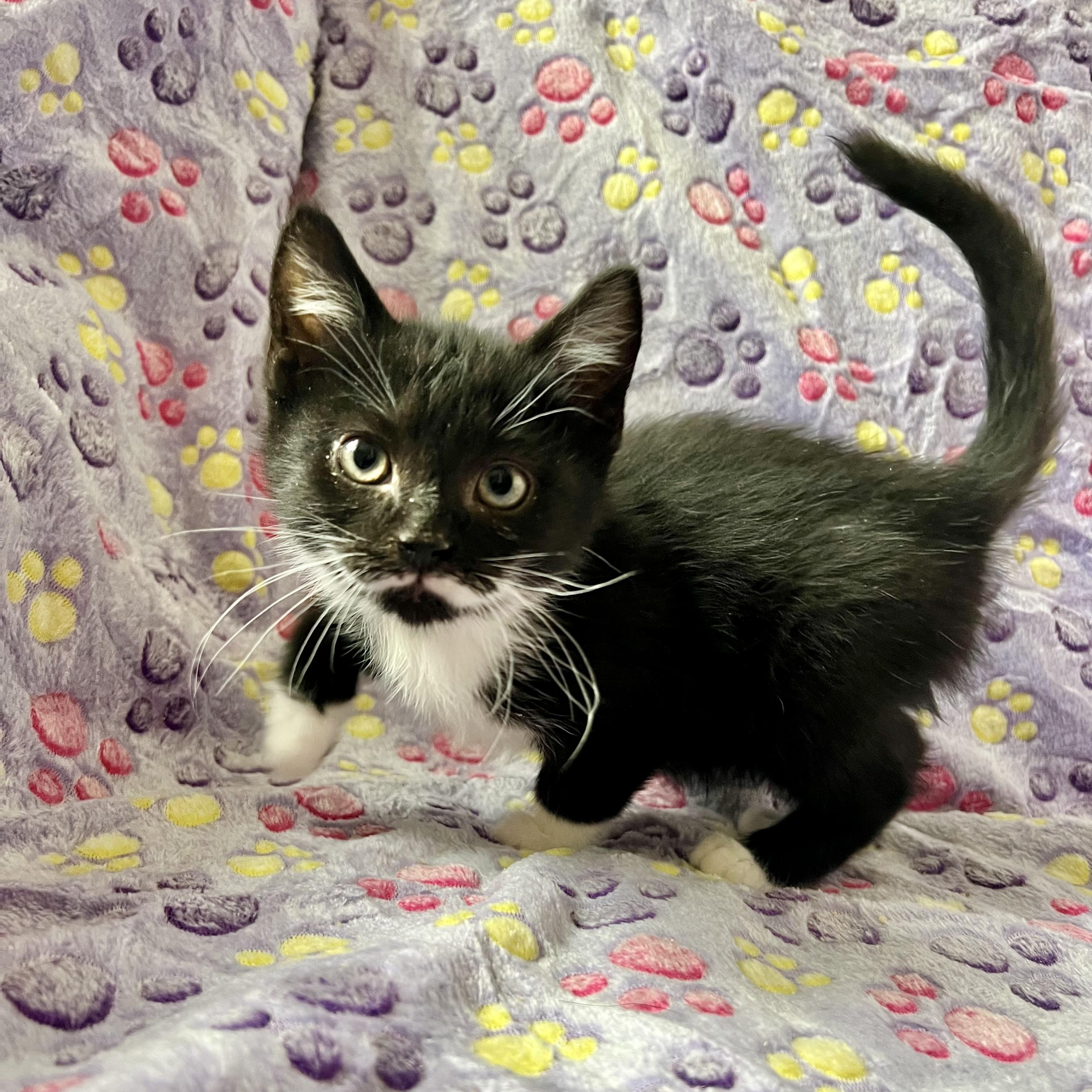 Enlarge Spiderman ( Peter Parker) , a Adoptable mixed breed in Griswold, CT image 4/6