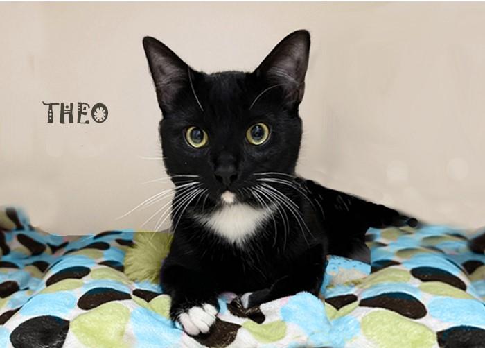 Enlarge Theo 0325 AVO, an adopted Tuxedo in West Bloomfield, MI image 1/1