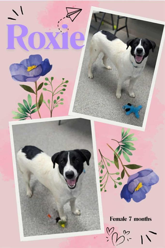 Enlarge Roxie, a Adoptable mixed breed in Blountville, TN image 1/1